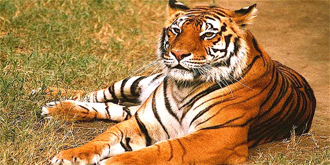 tiger
